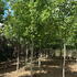 liriotulip 3.5-4 m buy online UK.