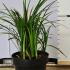 Liriope Muscari Big Blue Lily Turf 25-30 cm buy online UK.