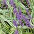Liriope Muscari Variegato or Variegated Lily Turf