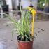 Liriope Muscari Variegato or Variegated Lily Turf 30-40 cm buy online UK.