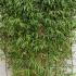 Living Bamboo Screens 1.8 m buy online UK.