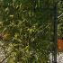 Living Bamboo Screens 1.2 m buy online UK.
