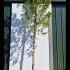 London Plane Tree - Platanus Acerifolia 4-4.5 m buy online UK.