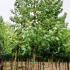 London Plane Tree - Platanus Acerifolia 4-5 m buy online UK.