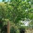 London Plane Tree, Trees, London UK. Our specimen trees are for sale in London at our garden centre and online with nationwide delivery UK