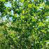 London plane trees from Paramount garden centre, North London - Specimen tree specialist nursery and online shop, UK
