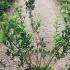 Lonicera Fragrantissima - Winter Honeysuckle 1.5-1.75 m buy online UK.
