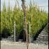 Lonicera Gold Flame Honeysuckle 1.5-1.75 m buy online UK.
