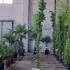 Lonicera Gold Flame Honeysuckle 2-2.5 m buy online UK.