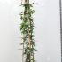Lonicera Henryi Copper Beauty 2-2.5 m buy online UK.