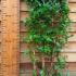 Lonicera Halliana Honeysuckle 1.3-1.5 m buy online UK.
