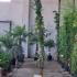 Lonicera Japonica Chinensis Japanese Honeysuckle 2.5-3 m buy online UK.