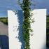 Lonicera Japonica Chinensis Japanese Honeysuckle 2-2.5 m buy online UK.
