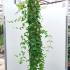 Lonicera Japonica Darts World 2-2.5 m buy online UK.