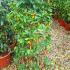 Lonicera Japonica Darts World  1.3-1.5 m buy online UK.