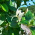 Lonicera Japonica Hall
