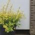 Lonicera Nitida Baggesens Gold 15-20 cm buy online UK.