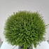 lnc 60-70 cm buy online UK.