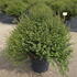 lnc 40-50 cm buy online UK.