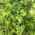 Lonicera Nitida Compact
