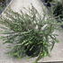 lngcps 80-100 cm buy online UK.