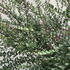 Lonicera Nitida Garden Clouds Purple Storm