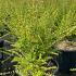 Lonicera Nitida - Honeysuckle May Green 40-60 cm buy online UK.