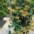 Lonicera Periclymenum Belgica 1.3-1.5 m buy online UK.