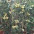 Lonicera Periclymenum Graham Thomas 1.3-1.5 m buy online UK.