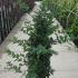 Lonicera Purpusii Winter Beauty Honeysuckle 1-1.25 m buy online UK.