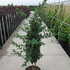 lpwb 1.5-1.75 m buy online UK.