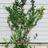 lpwb 1.25-1.5 m buy online UK.