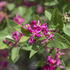 Lonicera Tatarica Hack