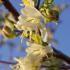 Lonicera Purpusii Winter Beauty, flowering honeysuckle climber, buy UK