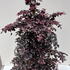 lcbp 1.25-1.5 m buy online UK.