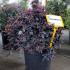 Loropetalum Chinense Black Pearl Chinese Fringe Flower 40-50 cm buy online UK.