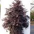 lcbp 1.75-2 m buy online UK.