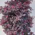lcbp 60-80 cm buy online UK.