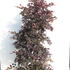 loro 1.2-1.5 m buy online UK.