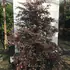 loro 1.2-1.5 m buy online UK.