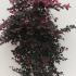 Loropetalum Chinense Fire Dance - Evergreen Witch Hazel 1-1.25 m buy online UK.