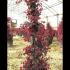 Loropetalum Chinense Fire Dance - Evergreen Witch Hazel 80-100 cm buy online UK.