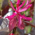 Loropetalum Chinense Fire Dance evergreen shrub with pretty pink flowers, for sale online with UK delivery