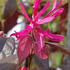 Loropetalum Chinense Fire Dance evergreen shrub for sale online with UK delivery