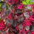 Loropetalum Chinense bush flowering, buy online UK delivery