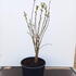 mam 50-60 cm buy online UK.