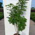mam 1.5-1.75 m buy online UK.