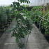 mam 1-1.25 m buy online UK.