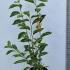 Magnolia Alba Superba 60-80 cm buy online UK.