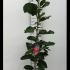 Magnolia Aphrodite 1.75-2 m buy online UK.